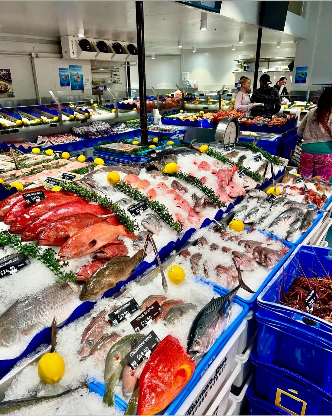 What’s in Season Right Now in Tasmanian Waters? (Monthly Seafood Calendar)