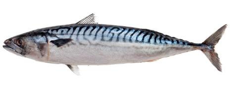 Mackerel Species in Australia: Spanish vs Spotted vs Blue