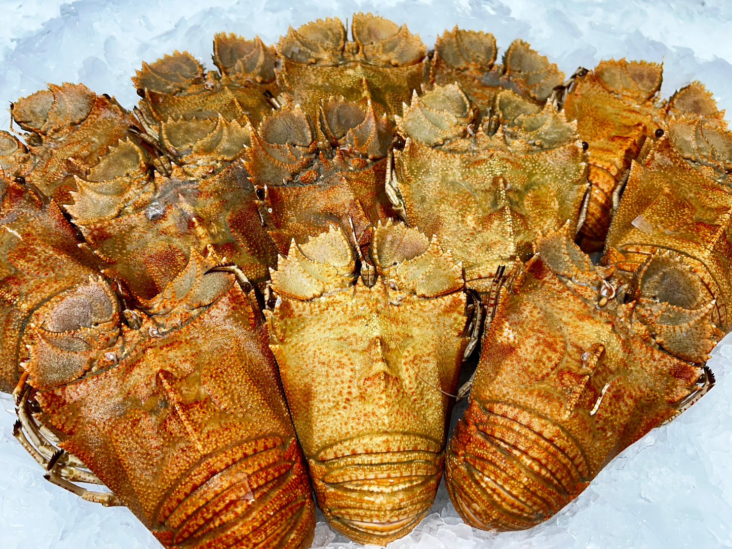 Morton bay bugs cooked 2kg pack.