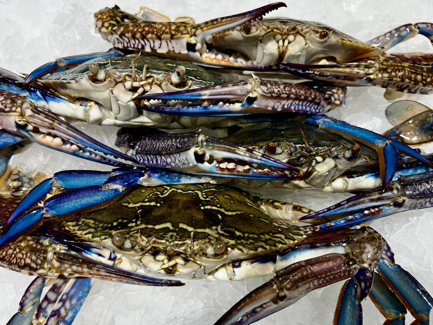 Sand crabs raw 4 pack