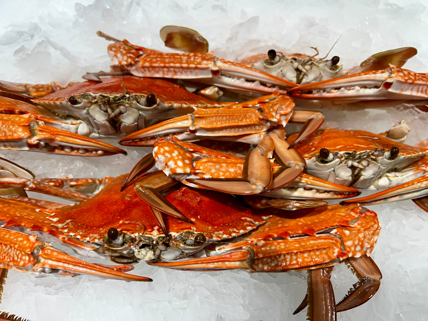 Sand crabs cooked 4 pack.