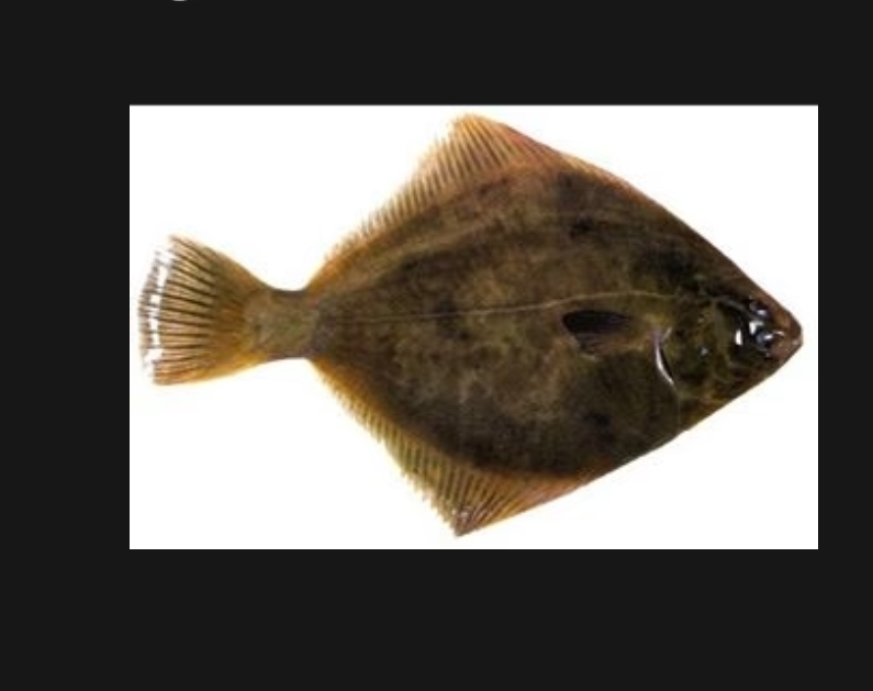 Fresh Whole NZ Flounder, 300gm plus each.