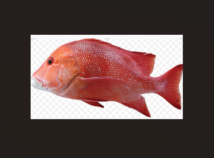 Fresh Whole Red Emperor 1.8kg plus each.