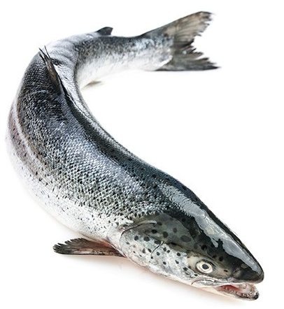 Fresh Whole Tassie Salmon 4kg plus, each.