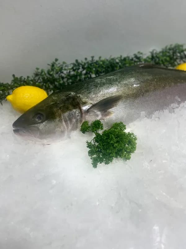 Hiramasa Kingfish Whole