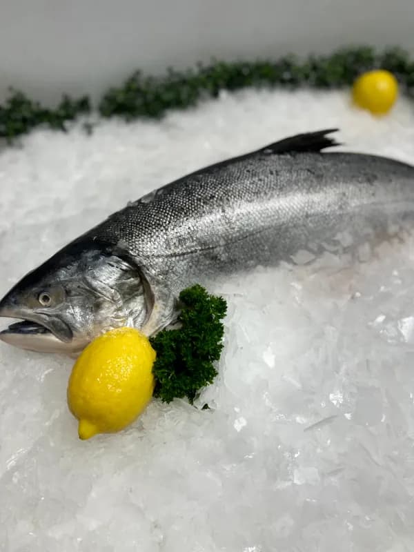 Whole Tassie Salmon 4-5kg