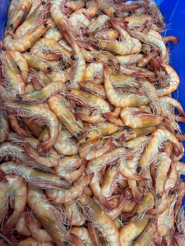 Medium Cooked King Prawn