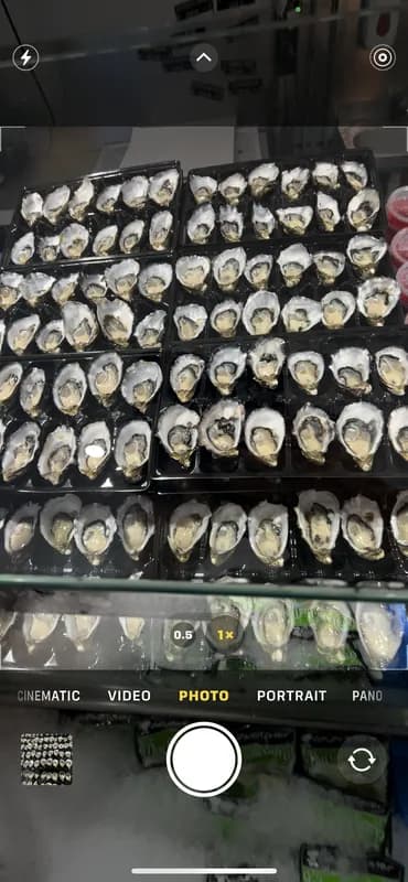 Pacific Plate Oyster ( 2 dozen)