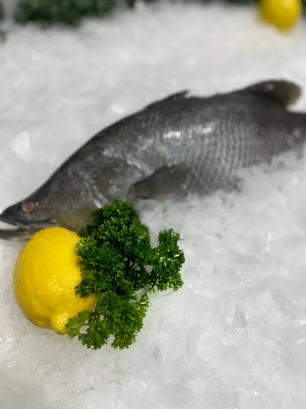 QLD Barramundi Whole