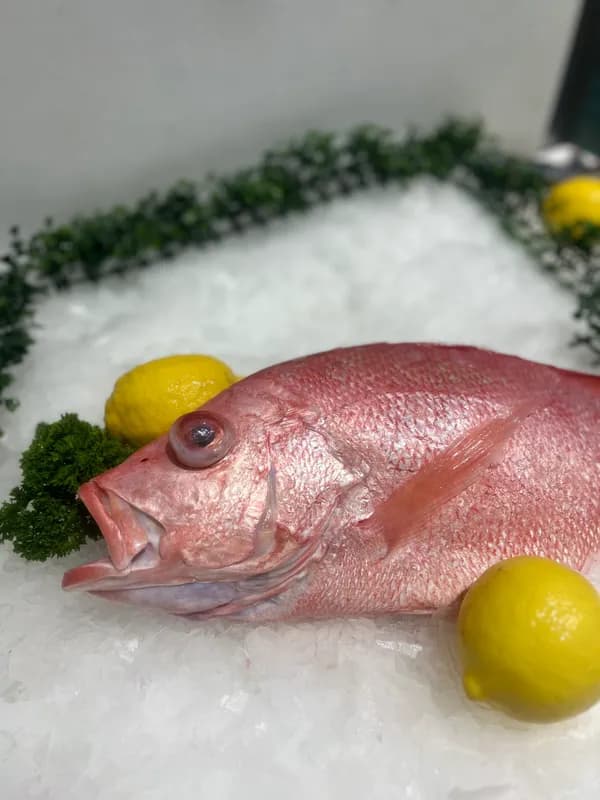 Red Snapper Whole