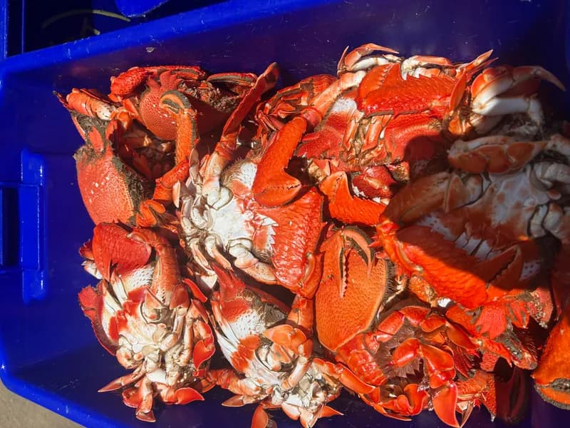 Cooked Spanner Crabs 300g - 400g