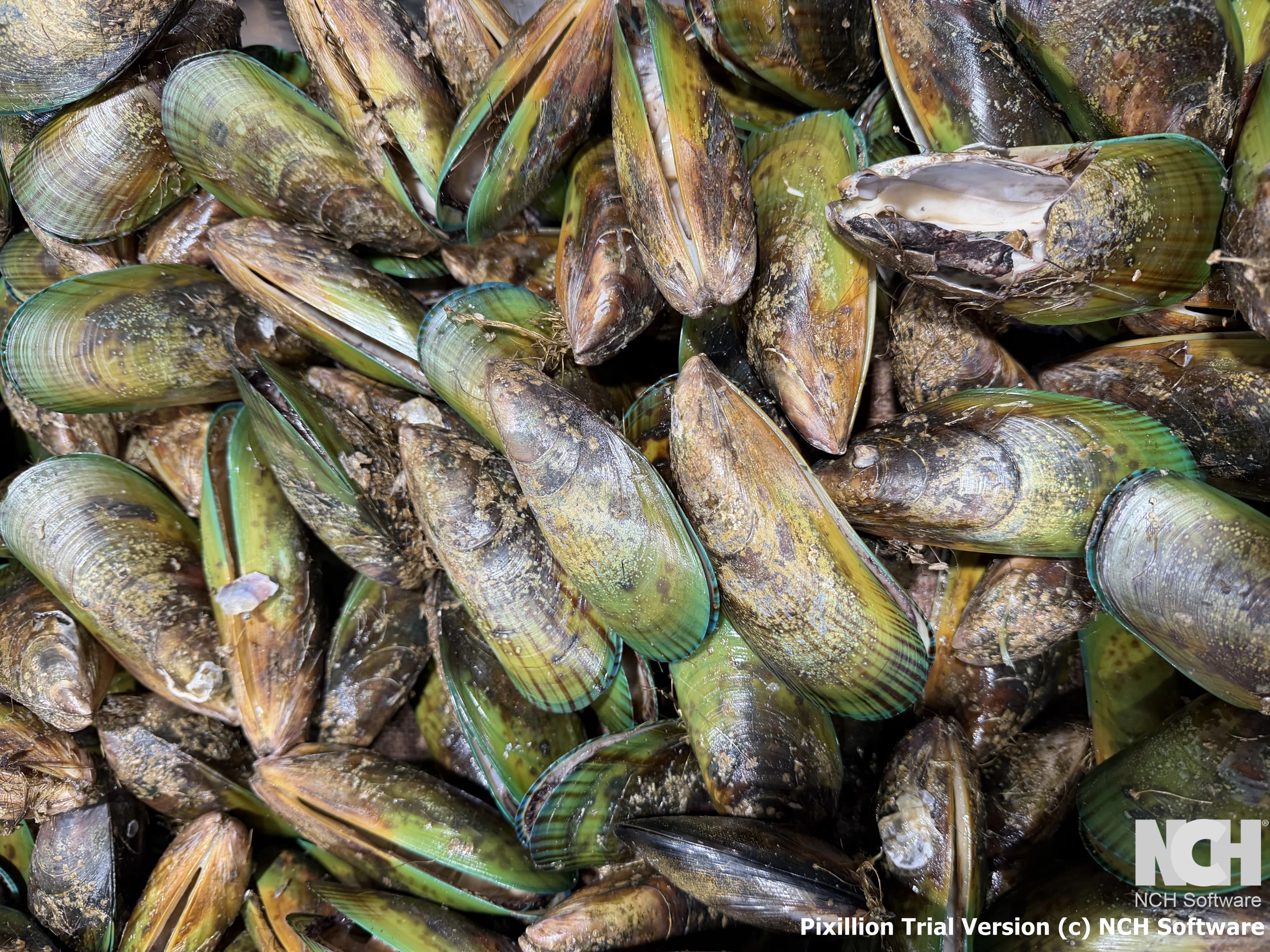 Greenlip Mussels Whole Shell
