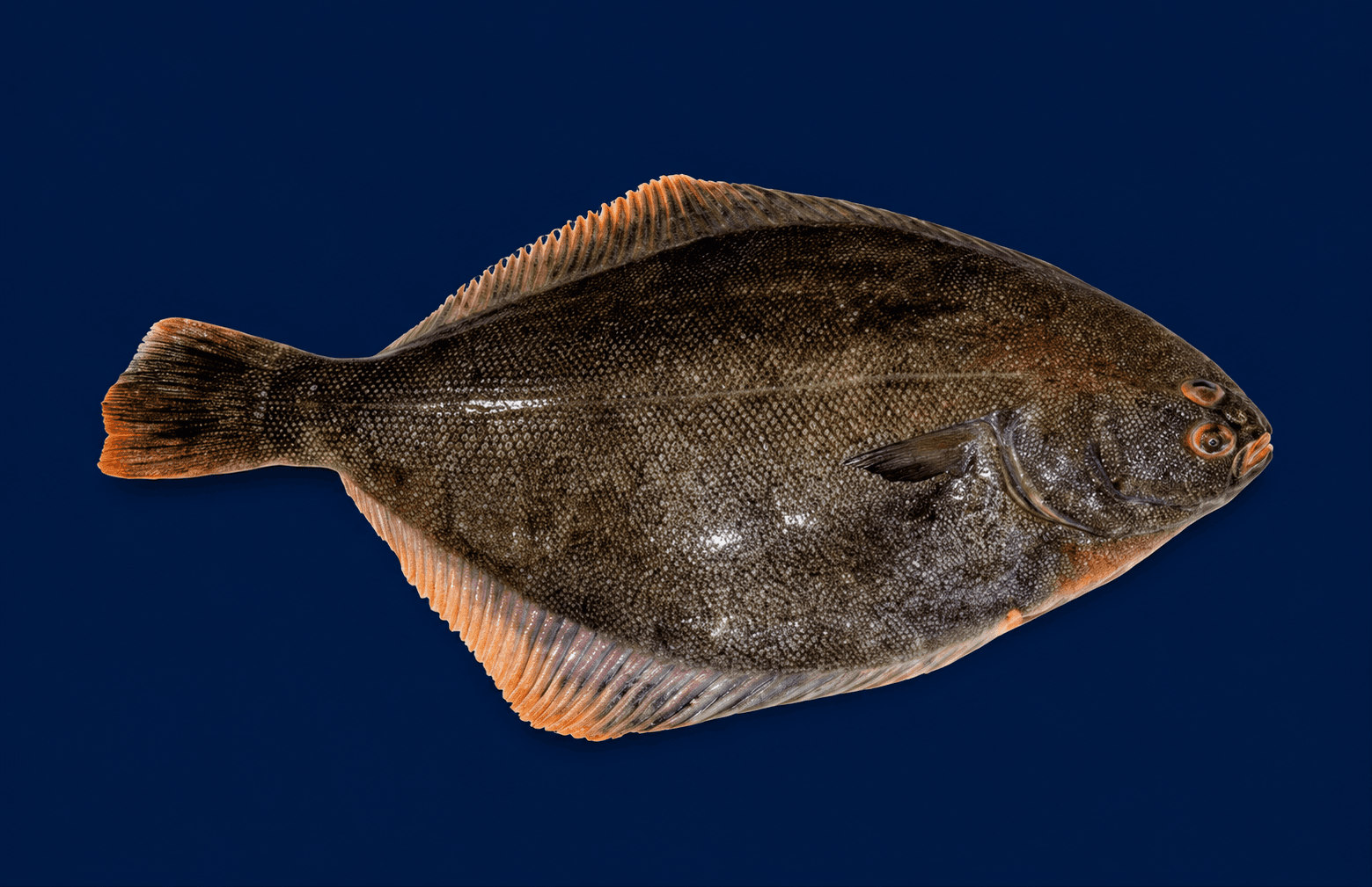 Sand Flounder NZ, fresh Fish (Whole) from Tasman Star Seafood, Gold Coast