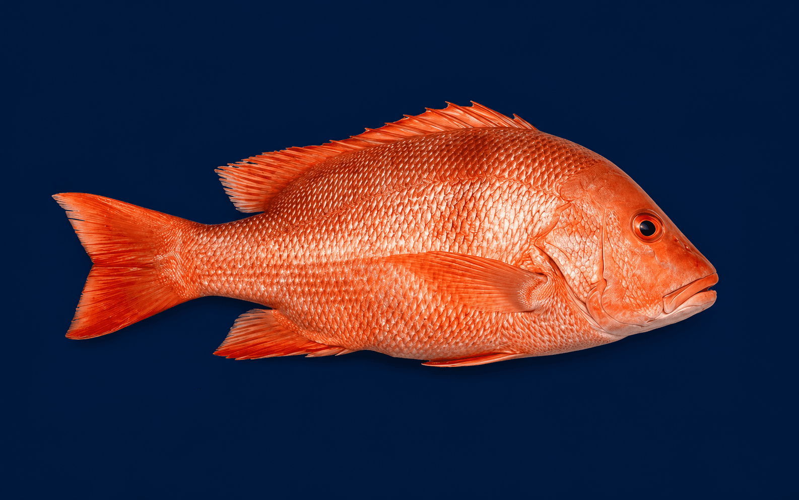 Red Emperor Whole 1.5kg-2kg, fresh Fish (Whole) from Tasman Star Seafood, Gold Coast
