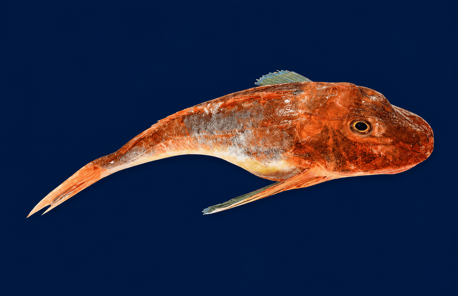 Gurnard Whole 1.2kg-1.6kg — fresh Fish (Whole) from Tasman Star Seafood, Gold Coast