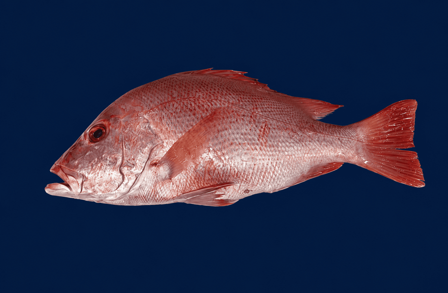 Red Snapper Whole — fresh Fish (Whole) from Tasman Star Seafood, Gold Coast