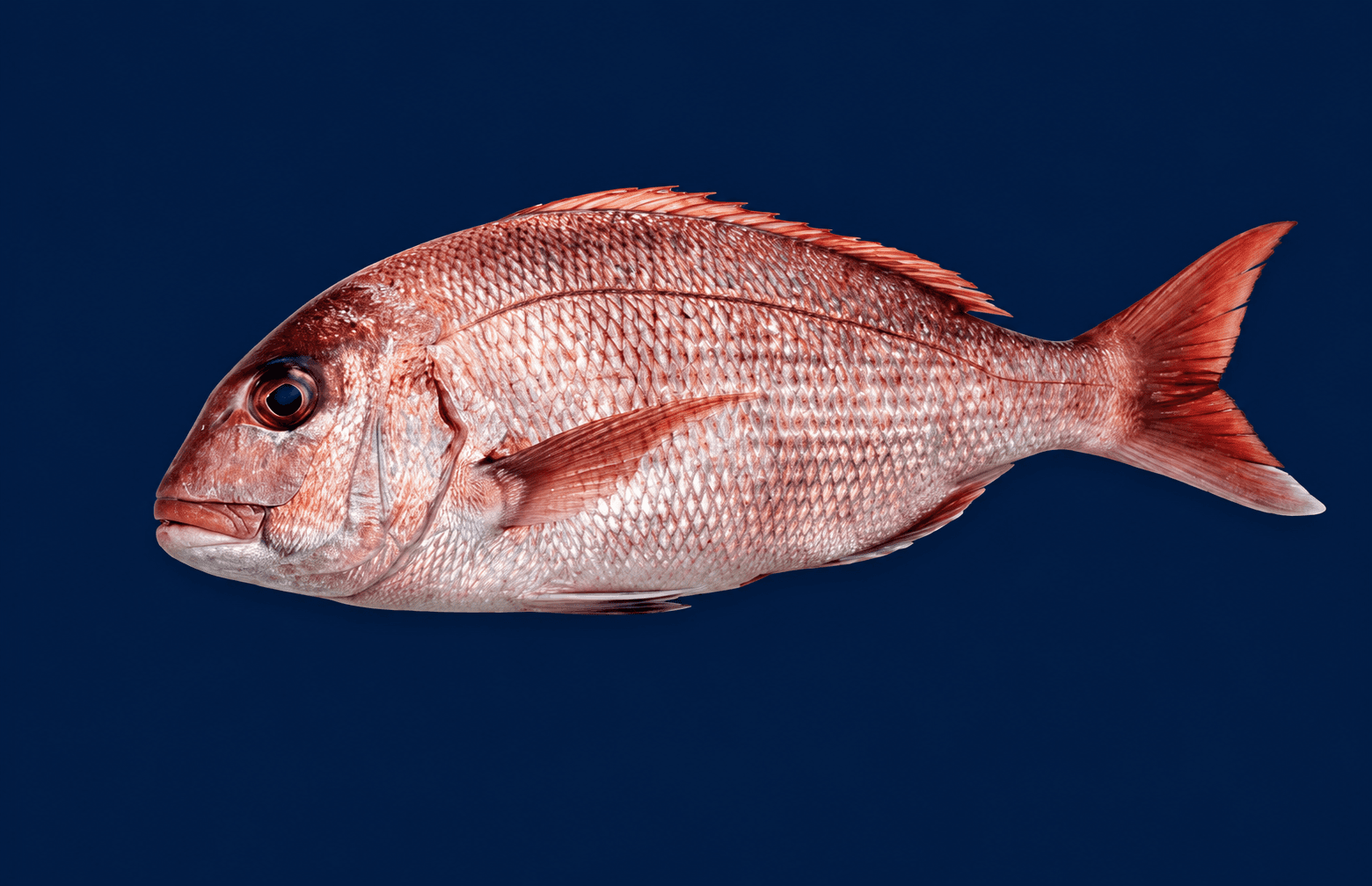 Whole Fish vs Fillets: Which Should You Actually Buy?