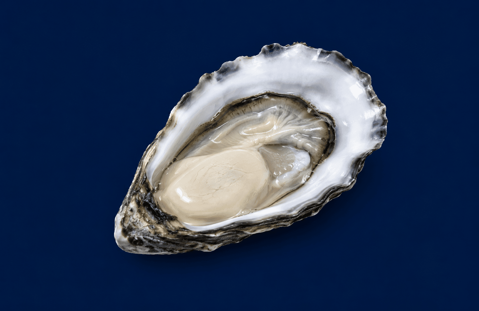 Pacific Plate Oyster , fresh Oysters from Tasman Star Seafood, Gold Coast