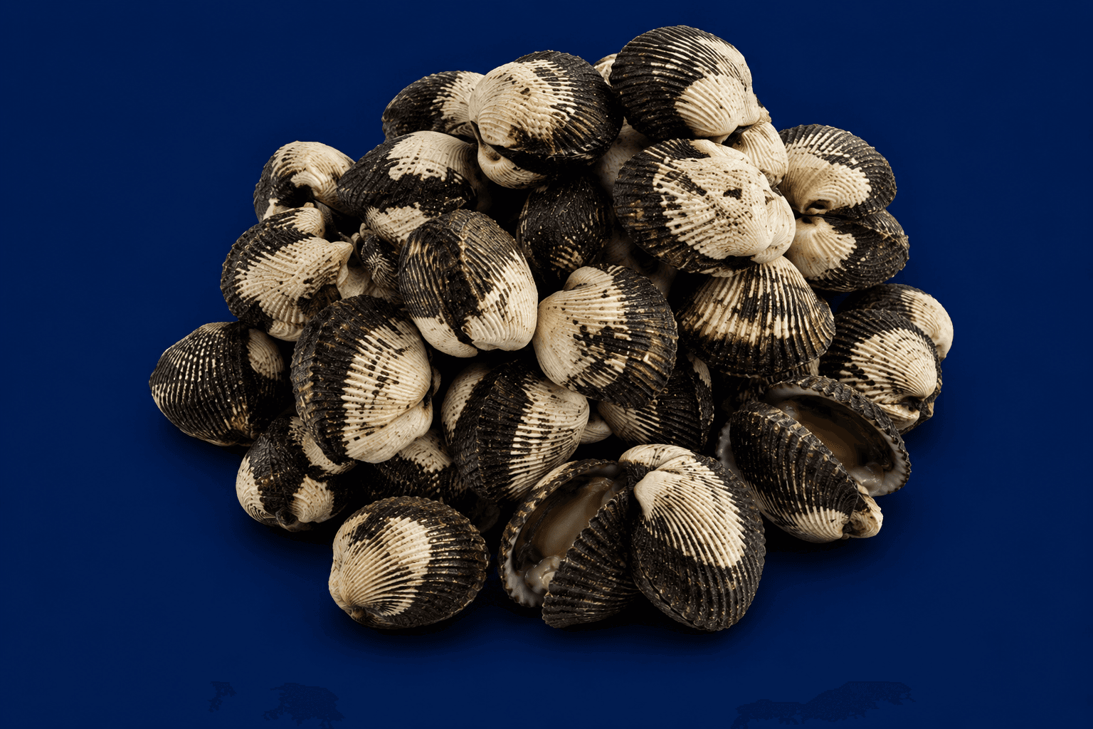 Cockles, fresh Shellfish & Molluscs from Tasman Star Seafood, Gold Coast