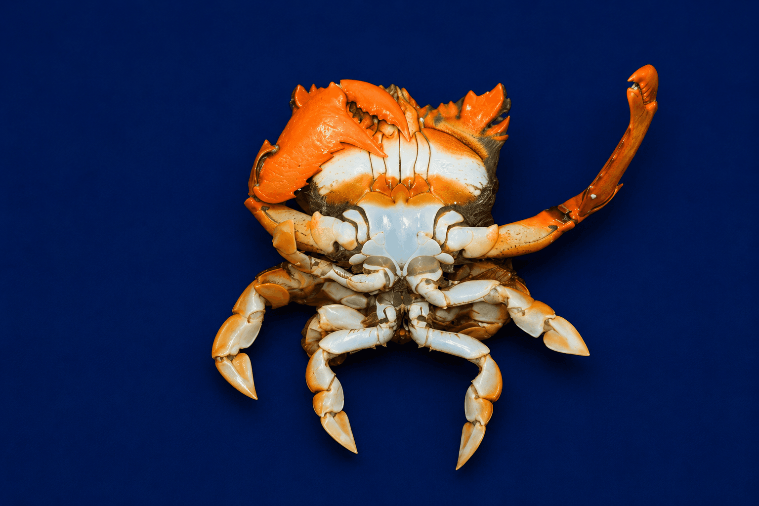 Live Spanner Crabs, fresh Live Seafood from Tasman Star Seafood, Gold Coast
