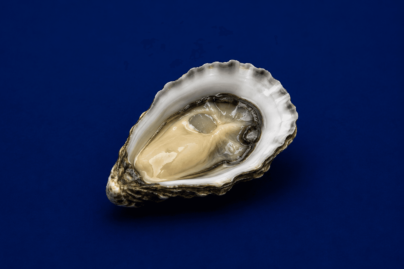 Sydney Rock Bistro Oysters, fresh Oysters from Tasman Star Seafood, Gold Coast