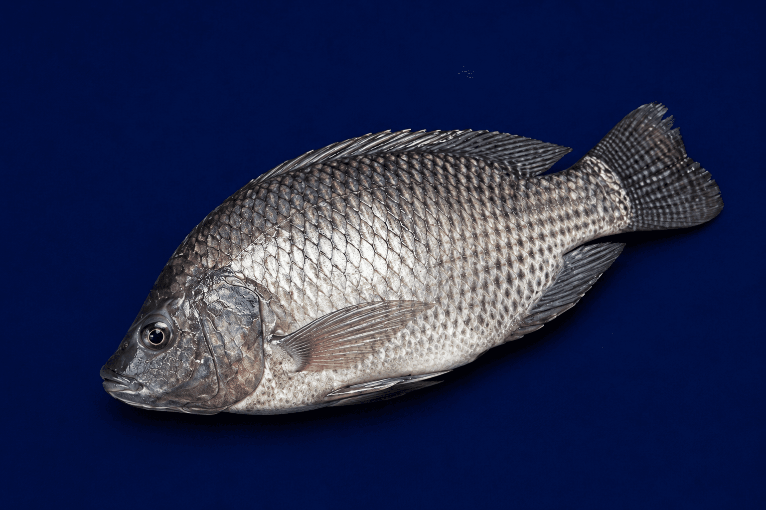 Tilapia 900g-1.1kg, Fish (Whole) at Tasman Star Seafood, Gold Coast