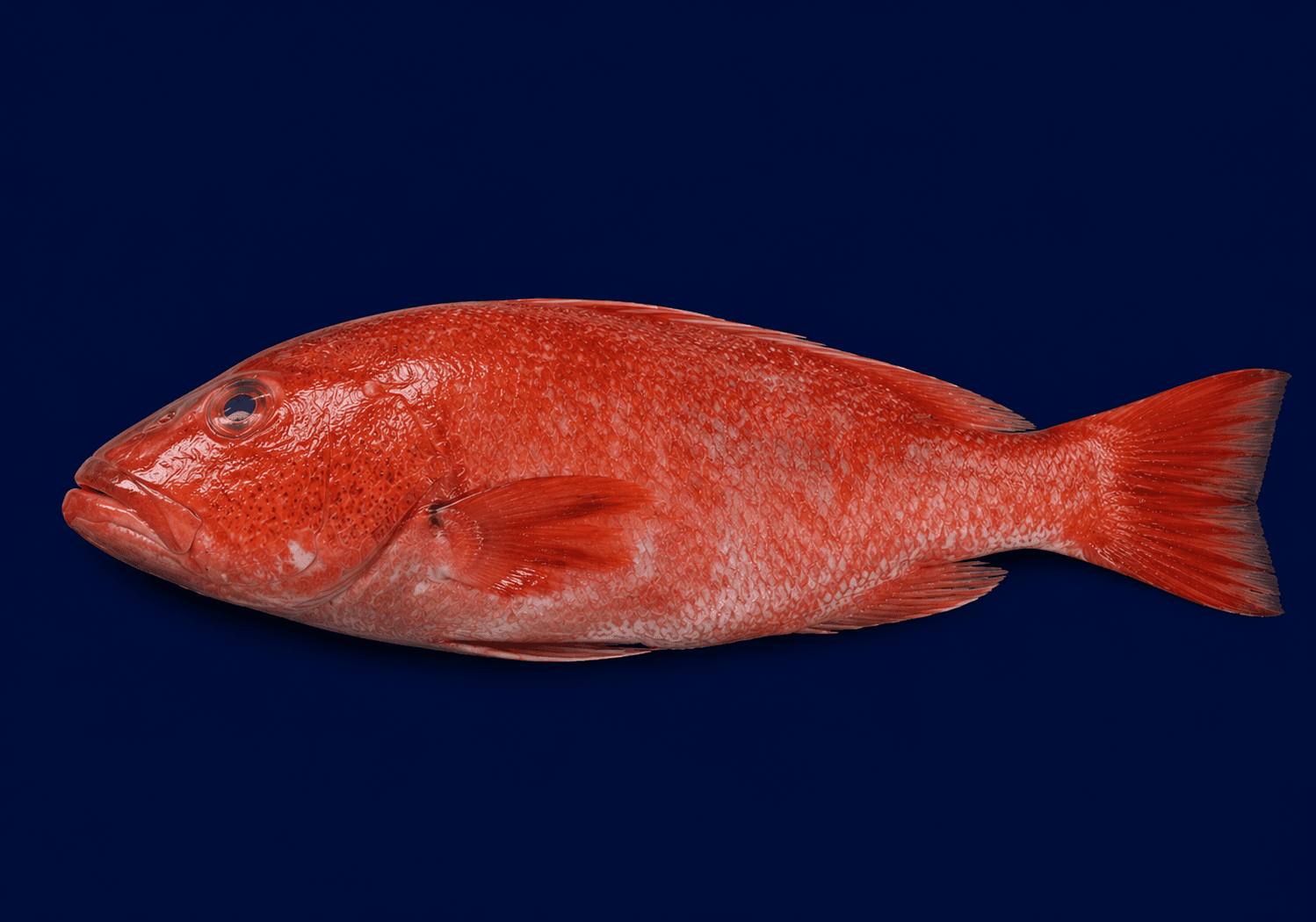 Coral Trout Whole 2kg-2.5kg, fresh Fish (Whole) from Tasman Star Seafood, Gold Coast