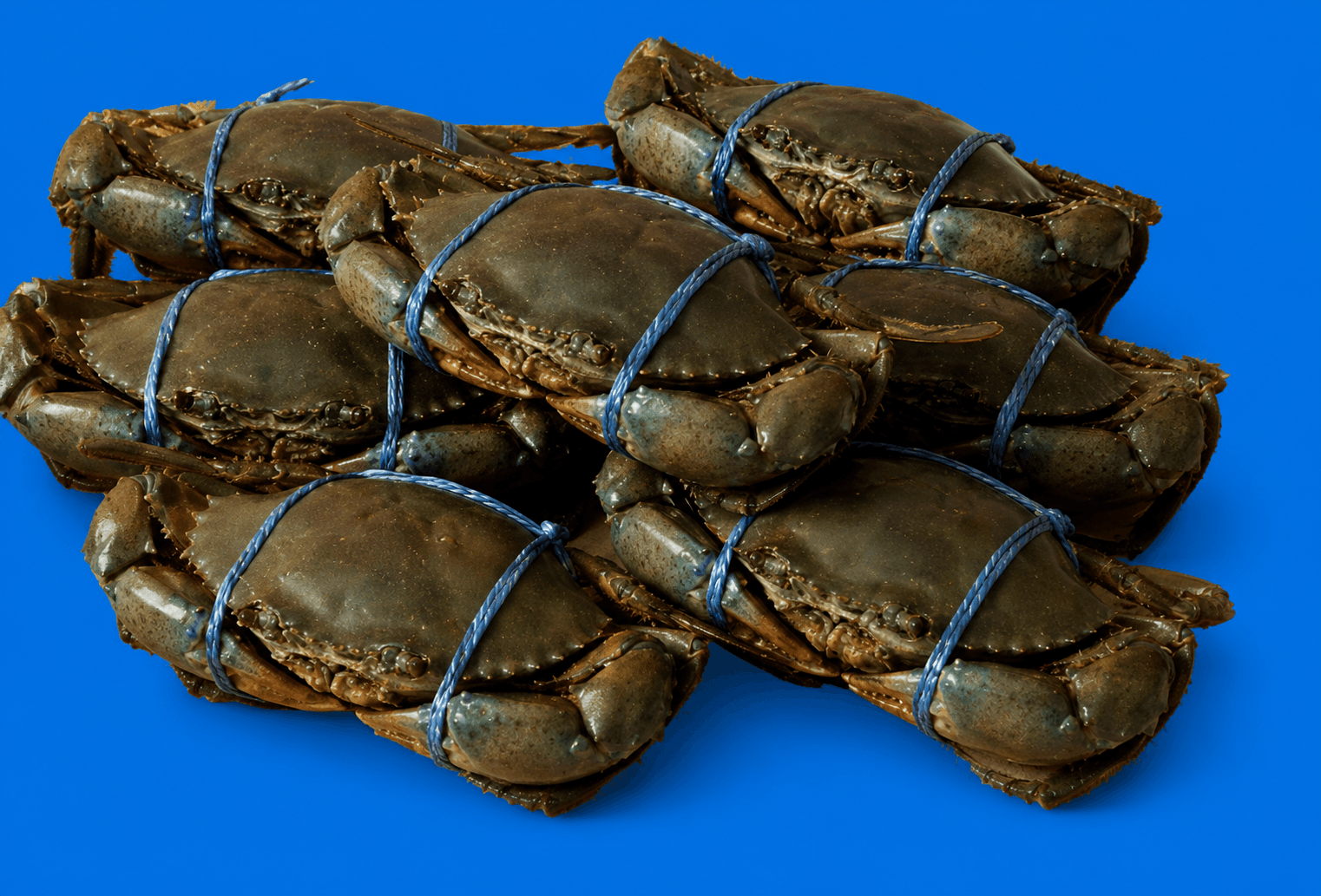 Live Mud Crabs 1kg-1.5kg, fresh Live Seafood from Tasman Star Seafood, Gold Coast
