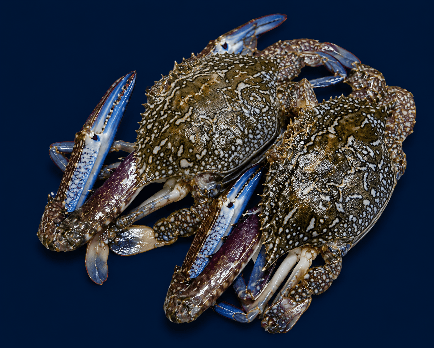 Raw Sand Crabs , Crabs at Tasman Star Seafood, Gold Coast