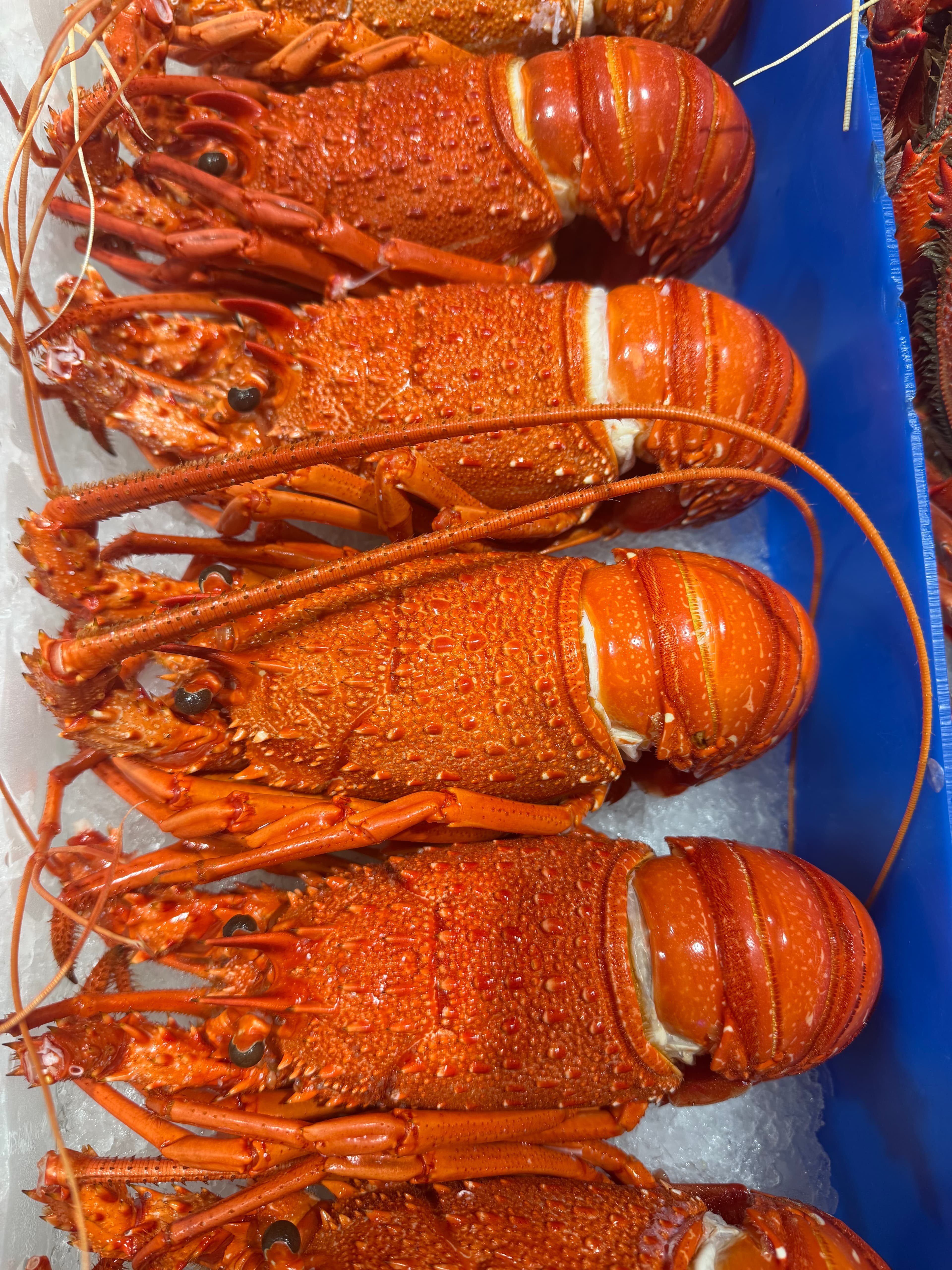 WA Crayfish Cooked, fresh Bugs, Lobsters & Crayfish from Tasman Star Seafood, Gold Coast