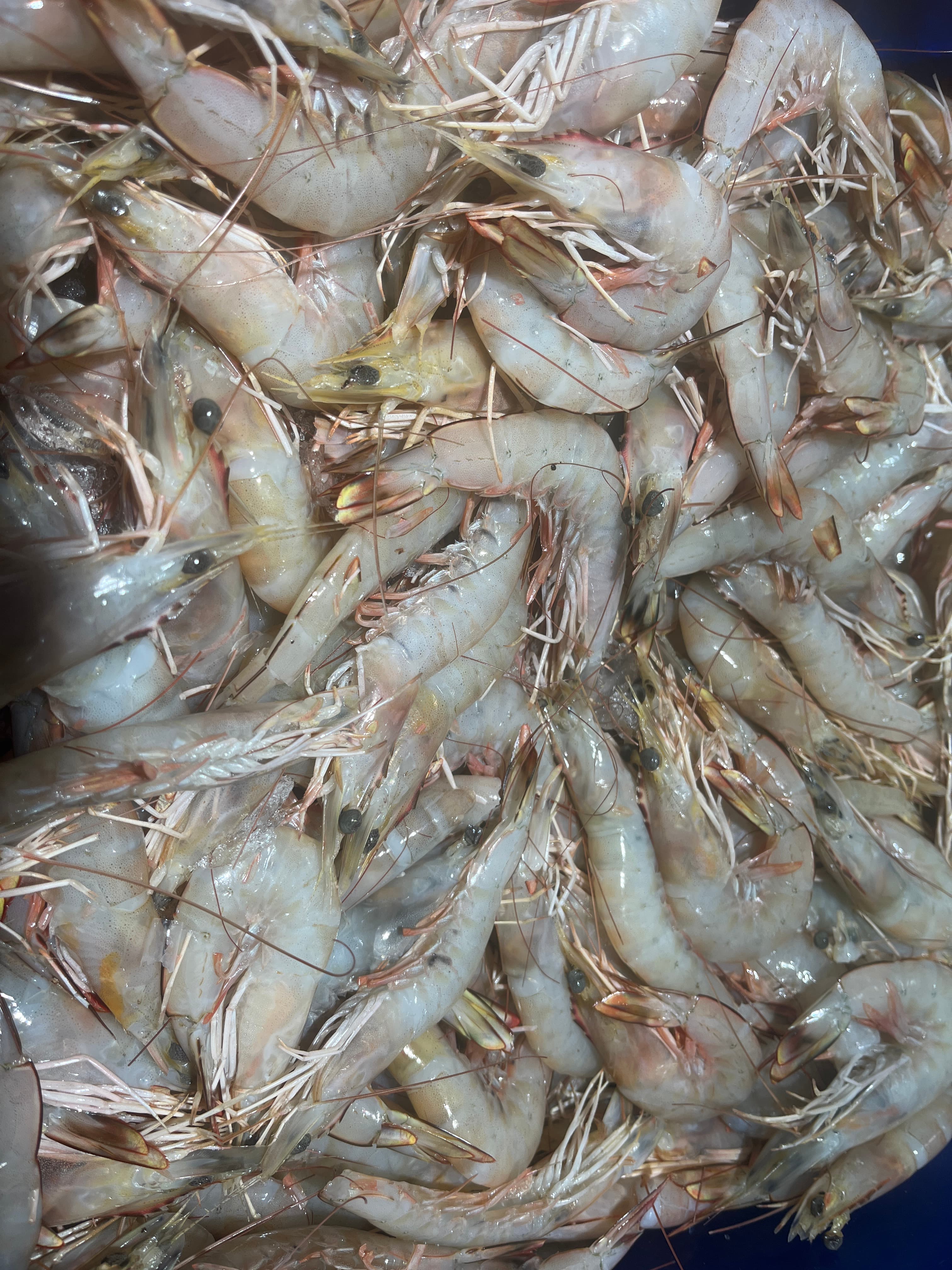 RAW BANANA PRAWNS 500G — fresh Prawns (Raw) from Tasman Star Seafood, Gold Coast