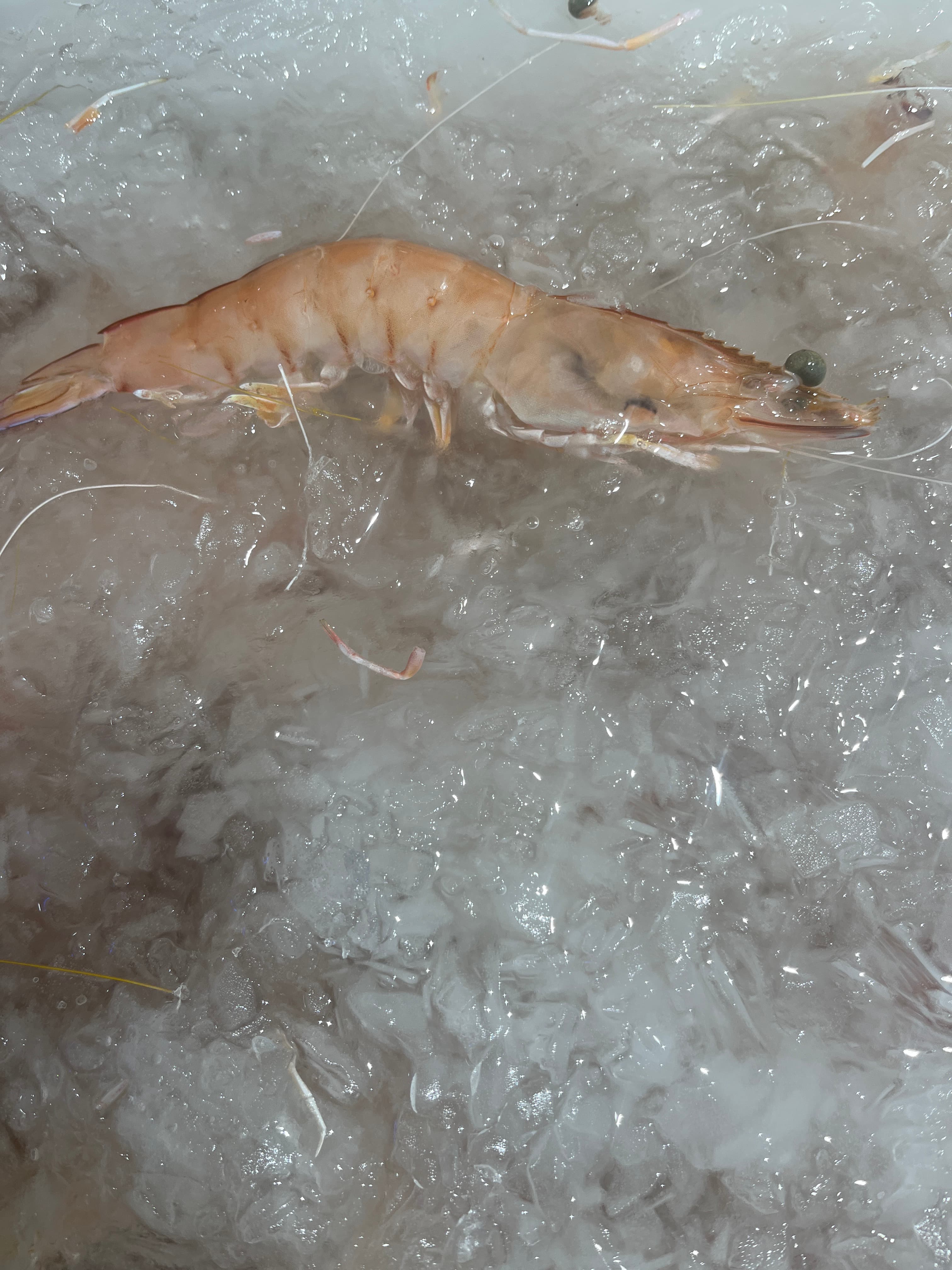 Jumbo Cooked King Prawns, fresh Prawns (Cooked) from Tasman Star Seafood, Gold Coast