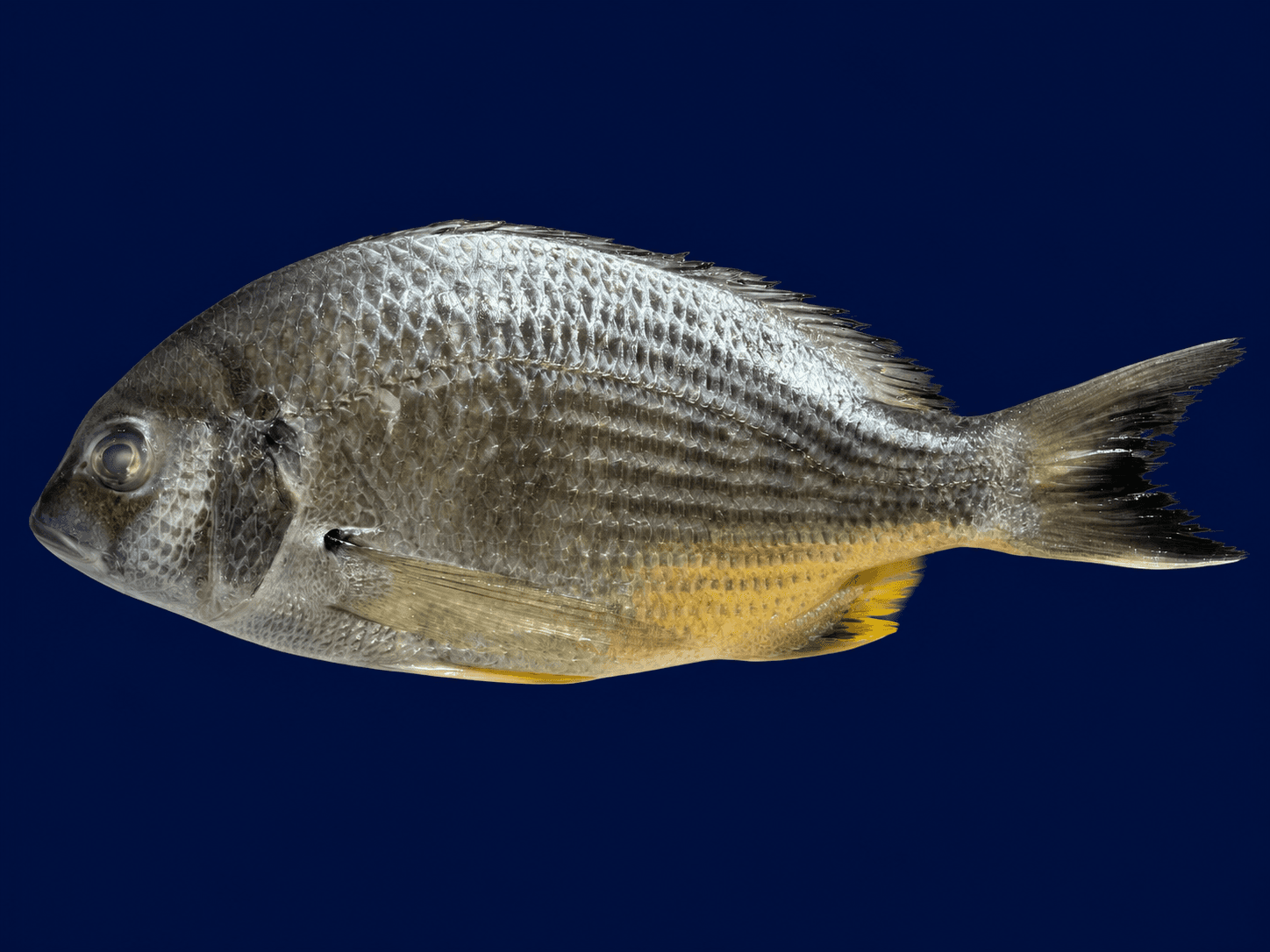 Silver bream whole , fresh Fish (Whole) from Tasman Star Seafood, Gold Coast