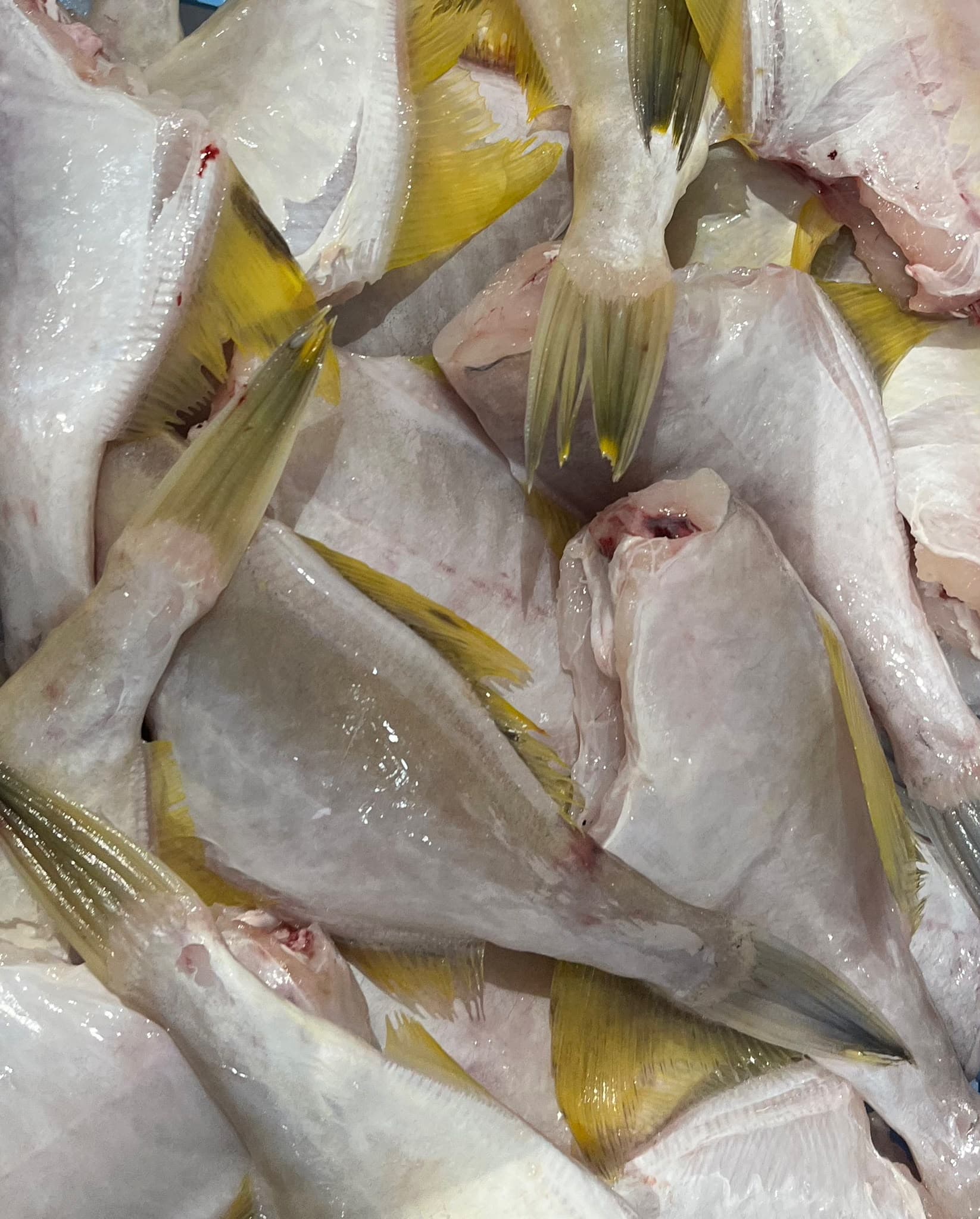 Leather Jackets, fresh Fish (Fillets & Steaks) from Tasman Star Seafood, Gold Coast