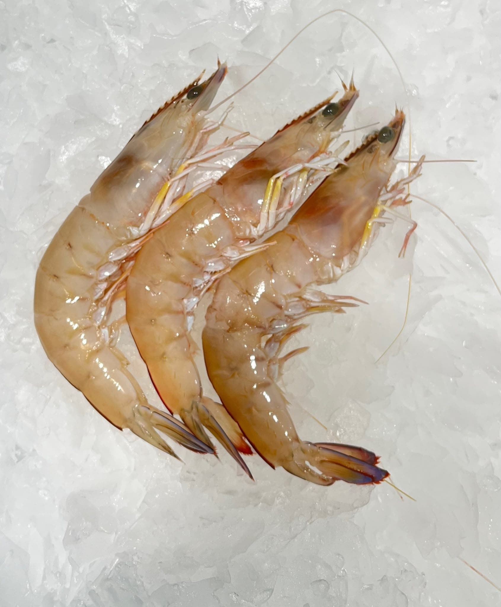 King vs Tiger vs Banana Prawns: A Gold Coast Buying Guide