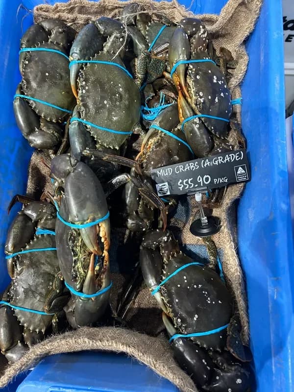 How to Keep Live Crabs Alive Before Cooking (Mud, Sand & Spanner)