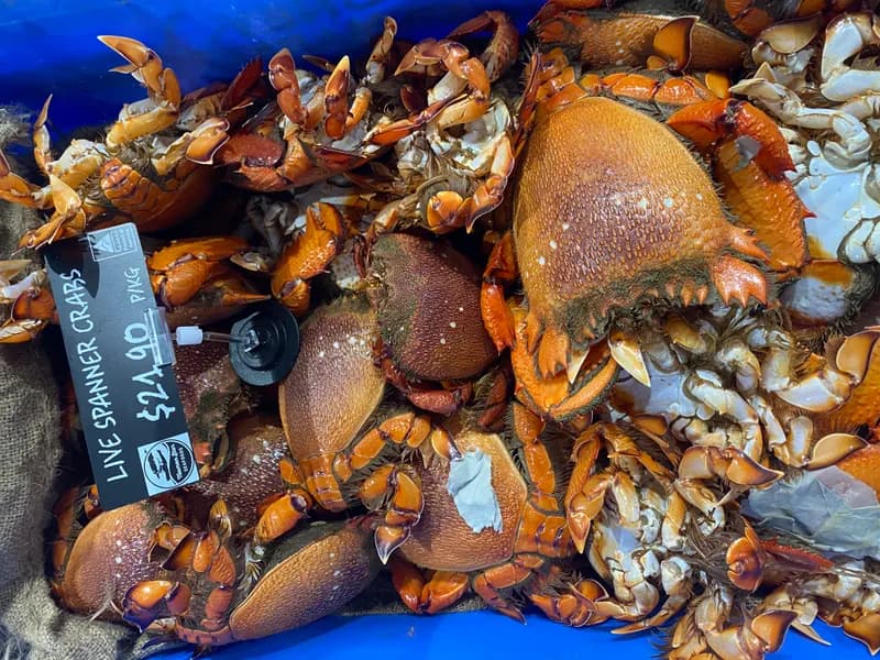 Live Spanner Crabs: Buying, Cooking & Eating Guide (Gold Coast)
