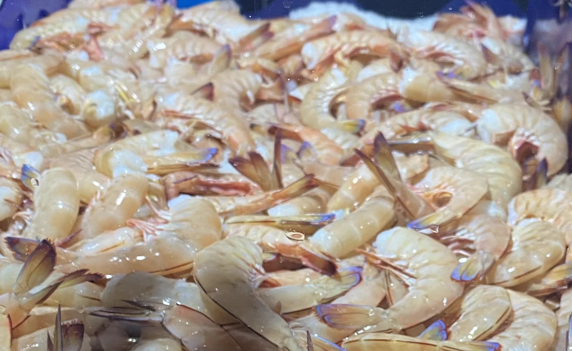Raw Headless Prawns
