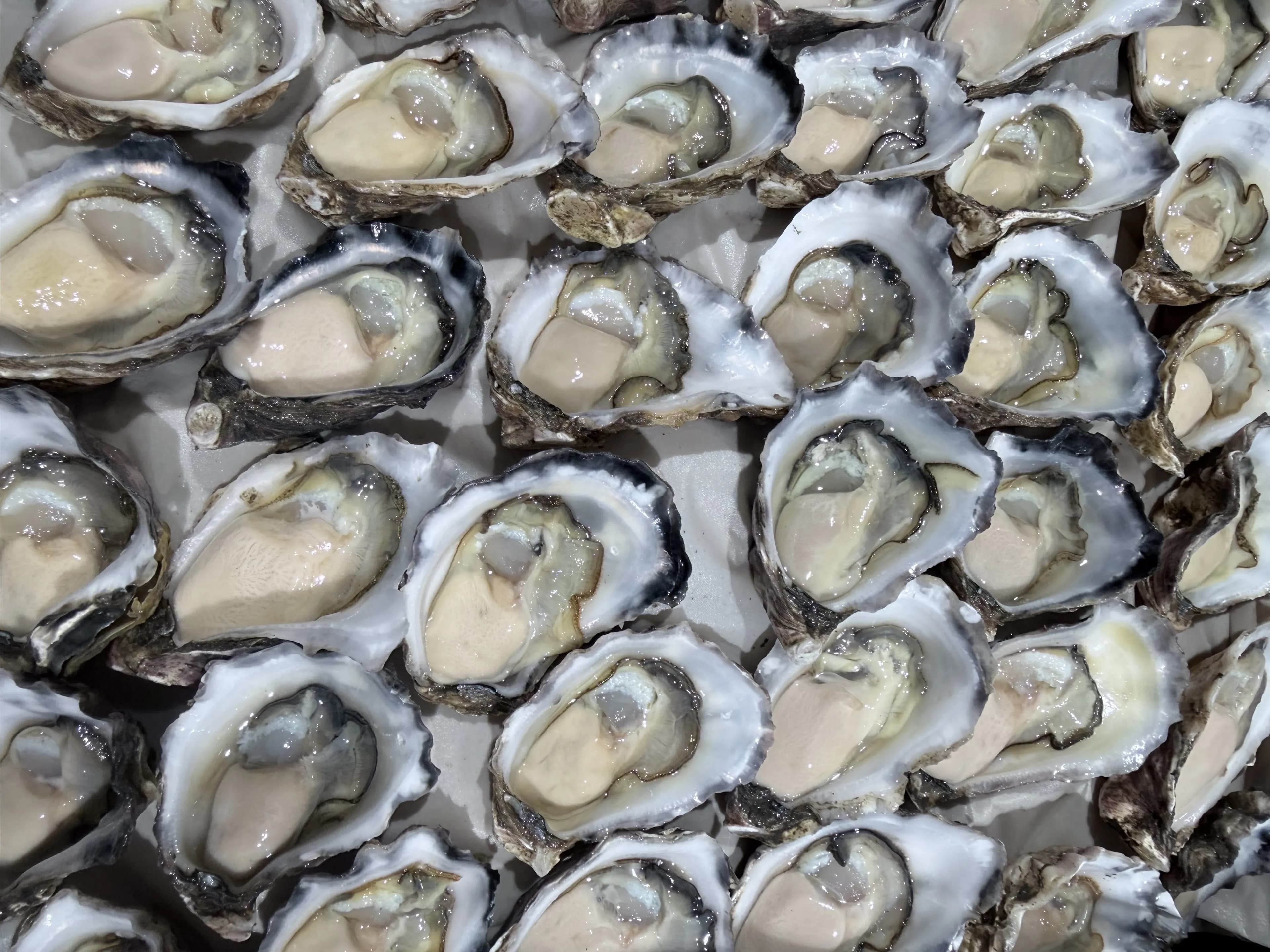 Pacific Plate Oyster