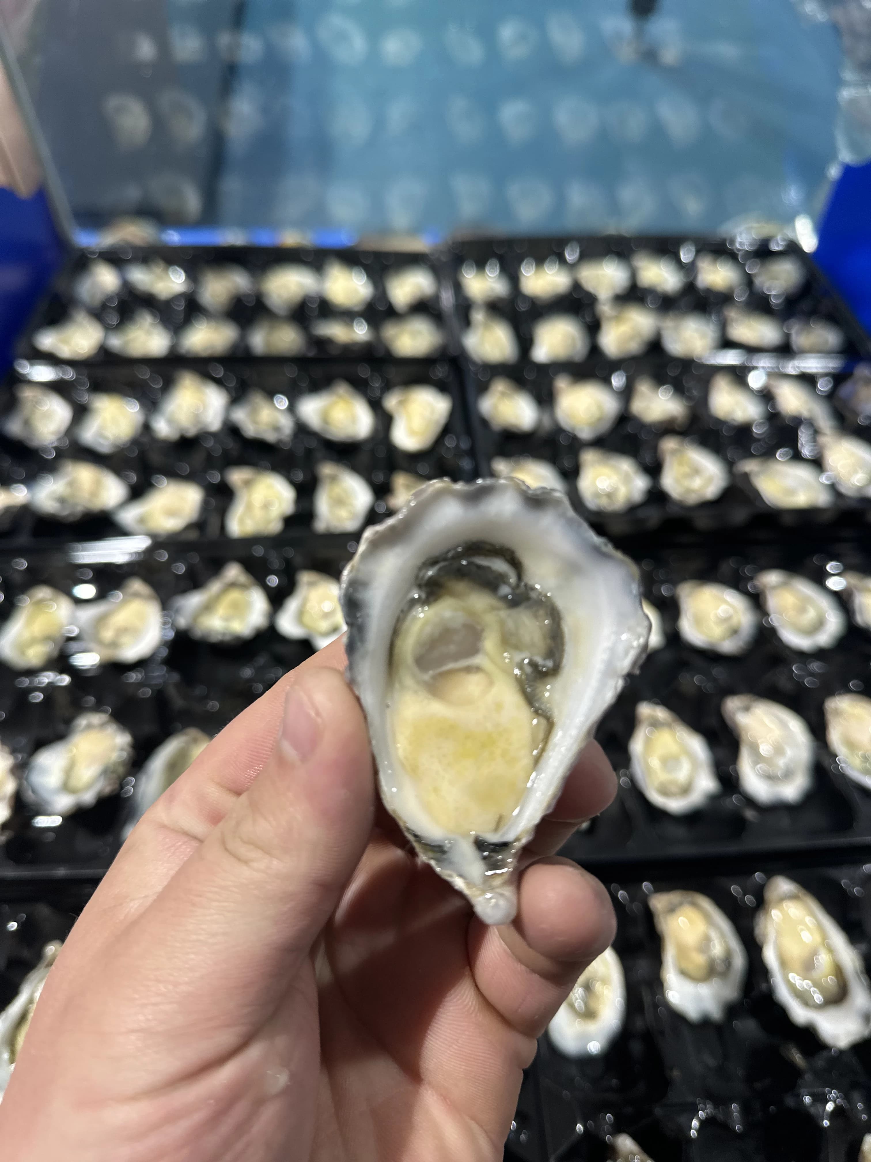 Sydney Rock Bistro Oysters