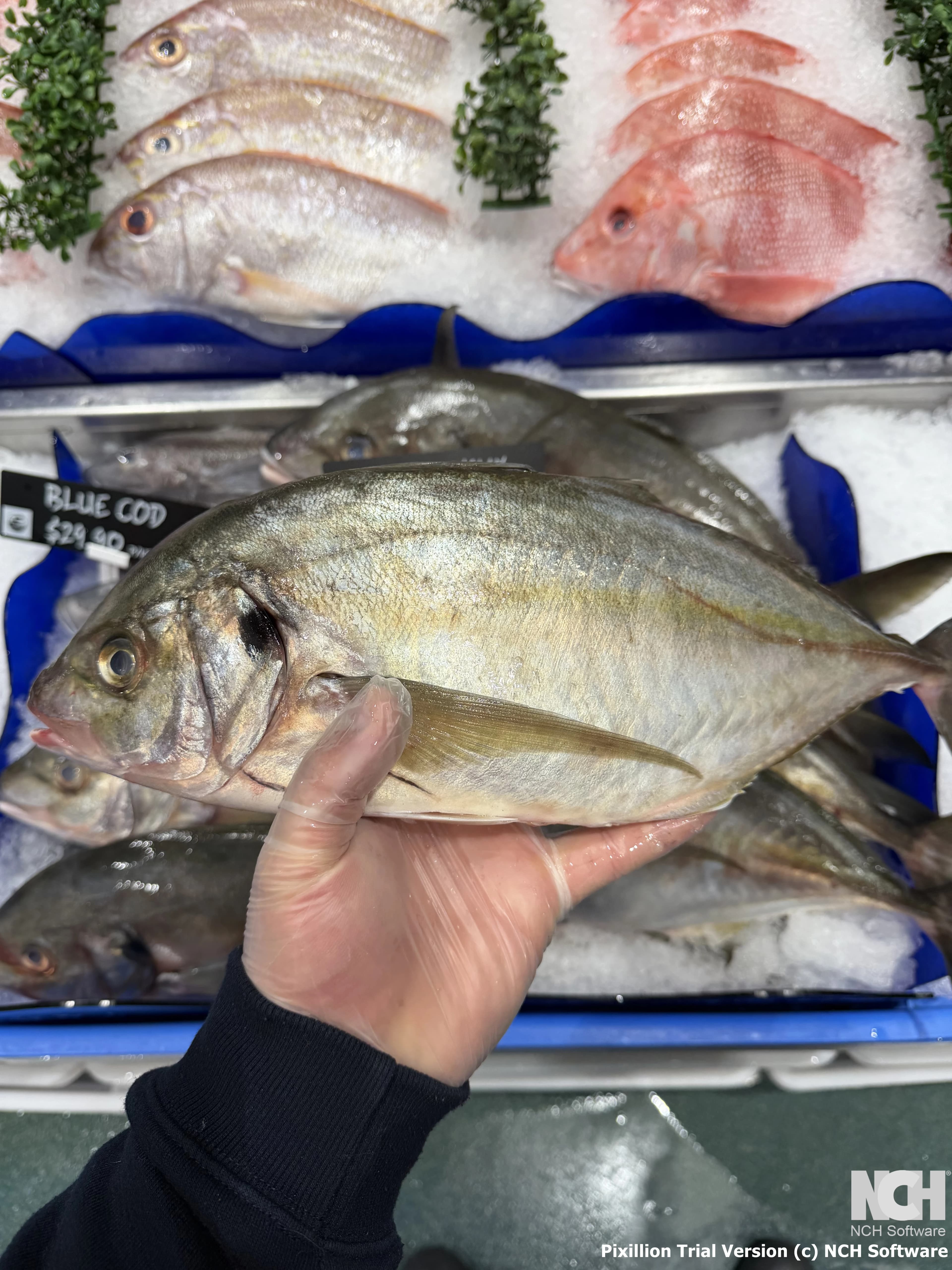 Silver Trevally Whole 1.25kg-1.75kg