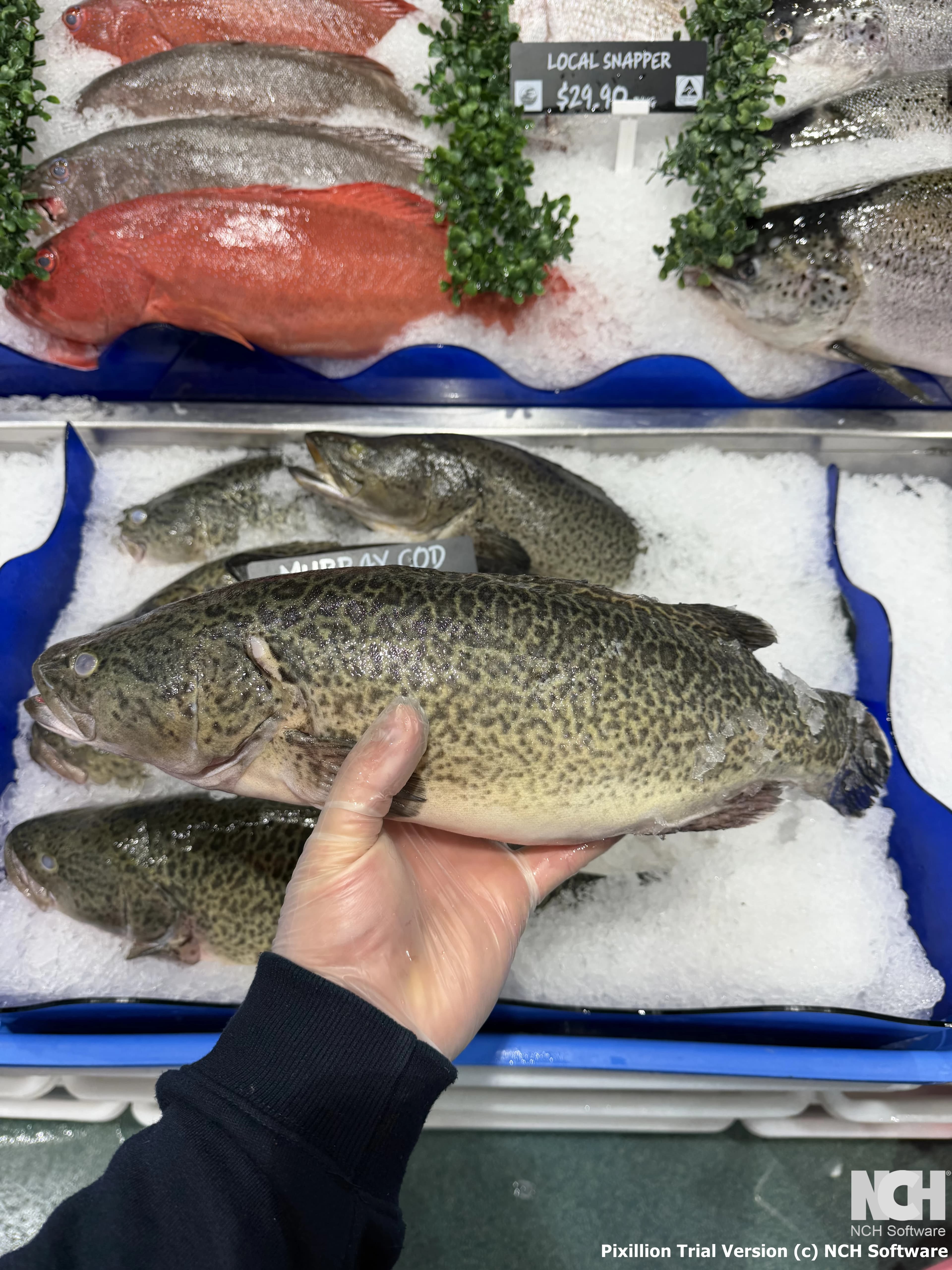 Murray Cod Whole 1.8kg-2kg