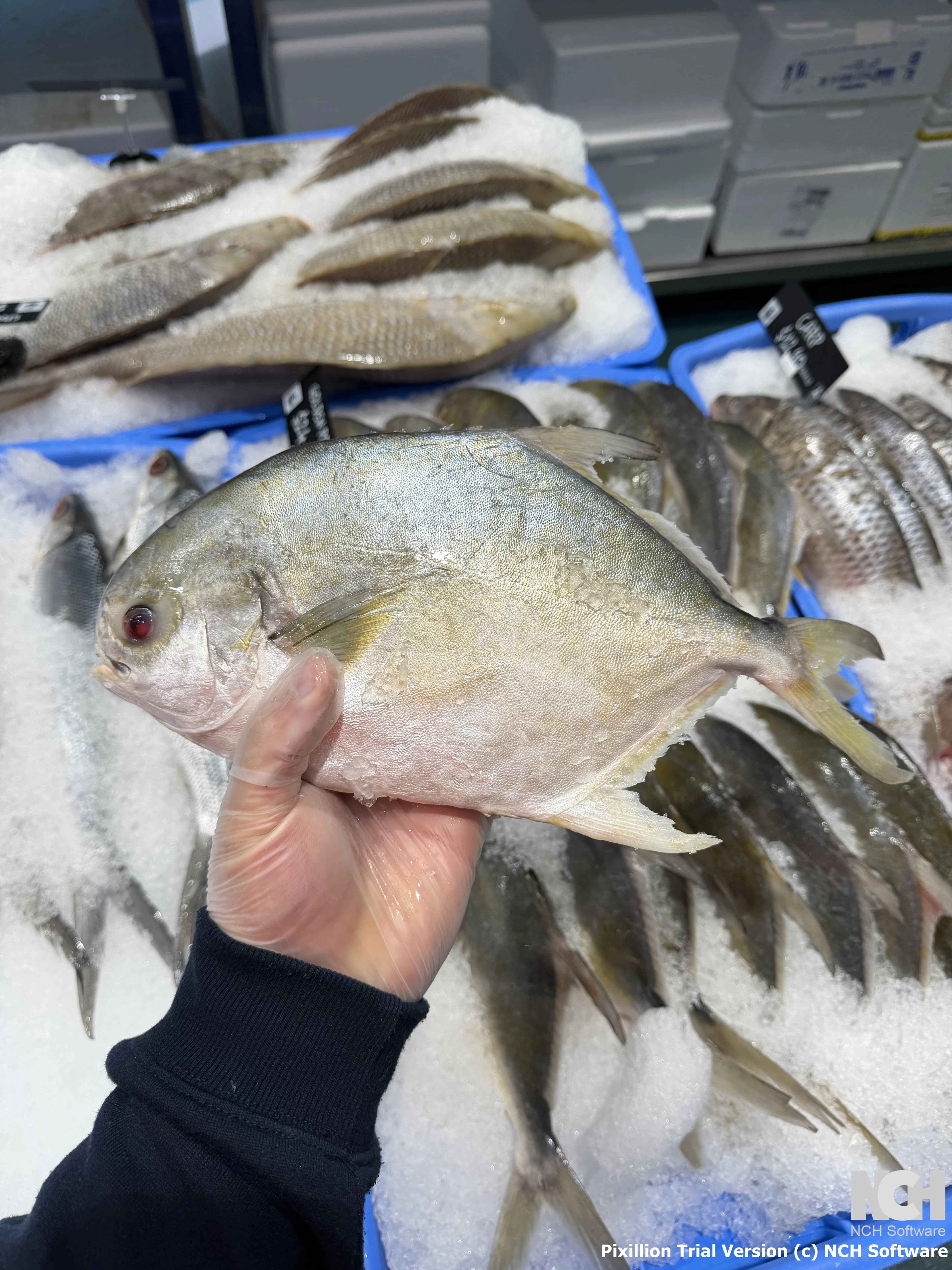 Golden Pomfret 850g-950g