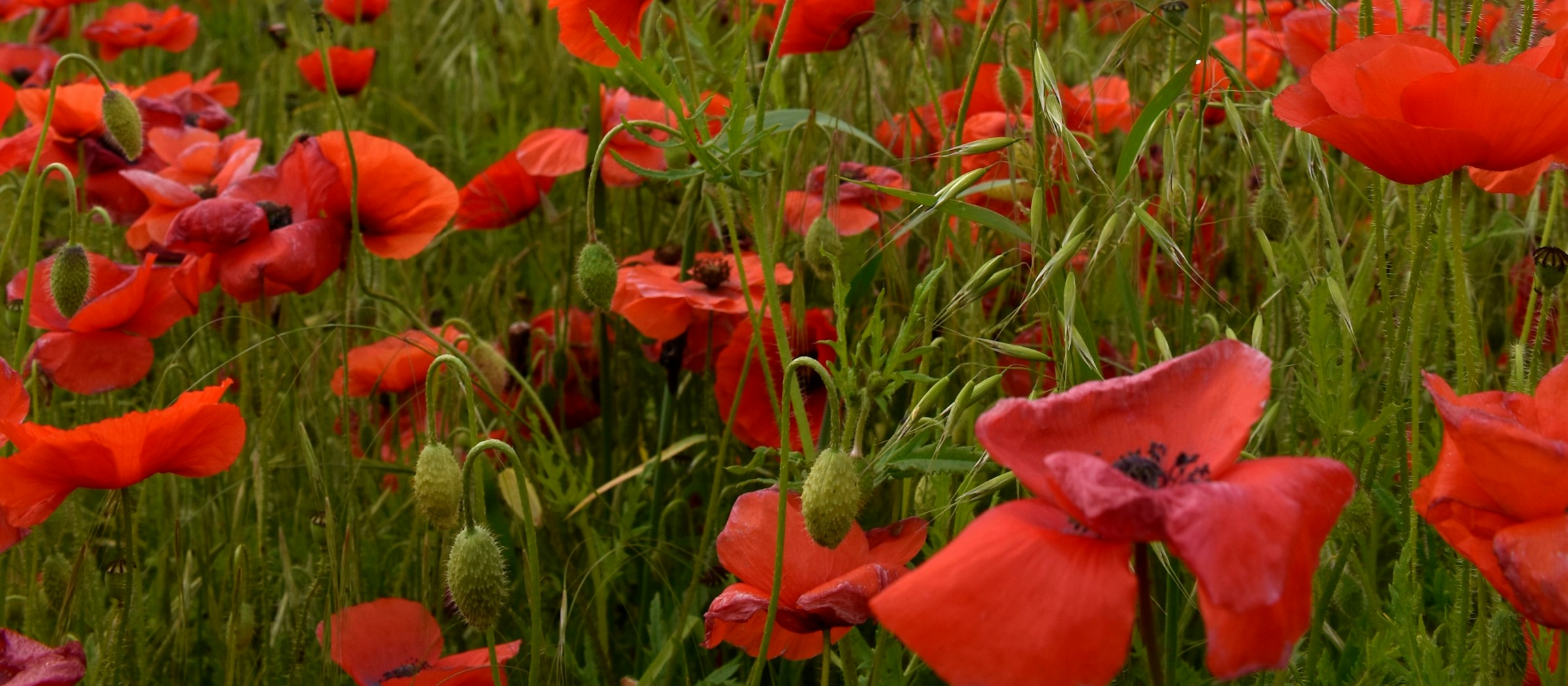 Field of red poppies — symbol of remembrance