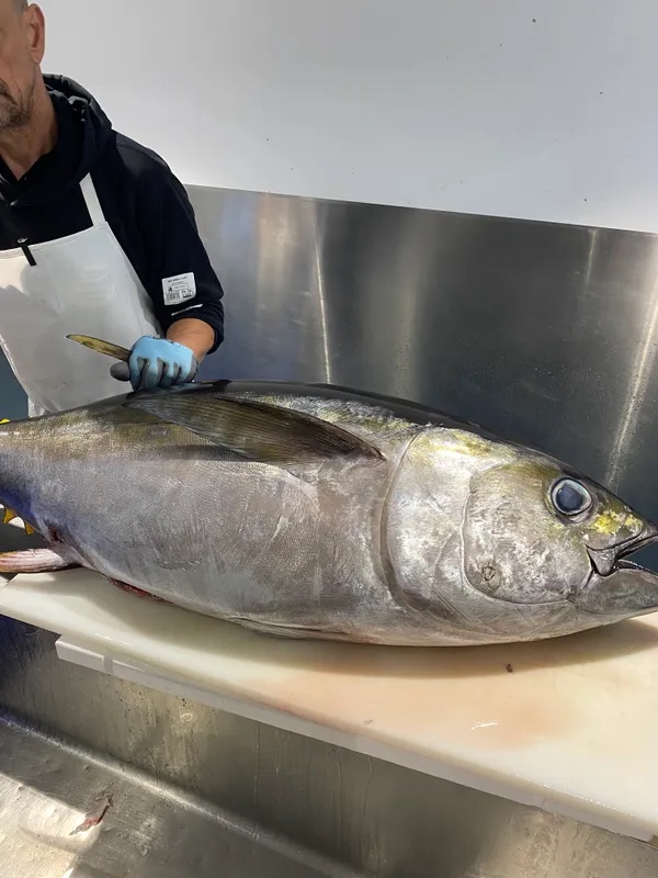 Yellow Fin Tuna whole