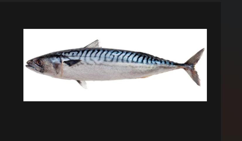 Fresh mackerel fish rich in omega-3 fatty acids