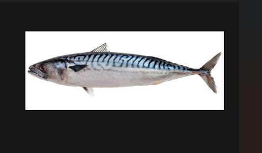 Fresh mackerel fish rich in omega-3 fatty acids