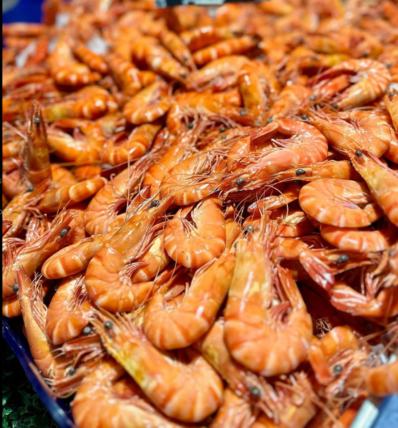 Prawns