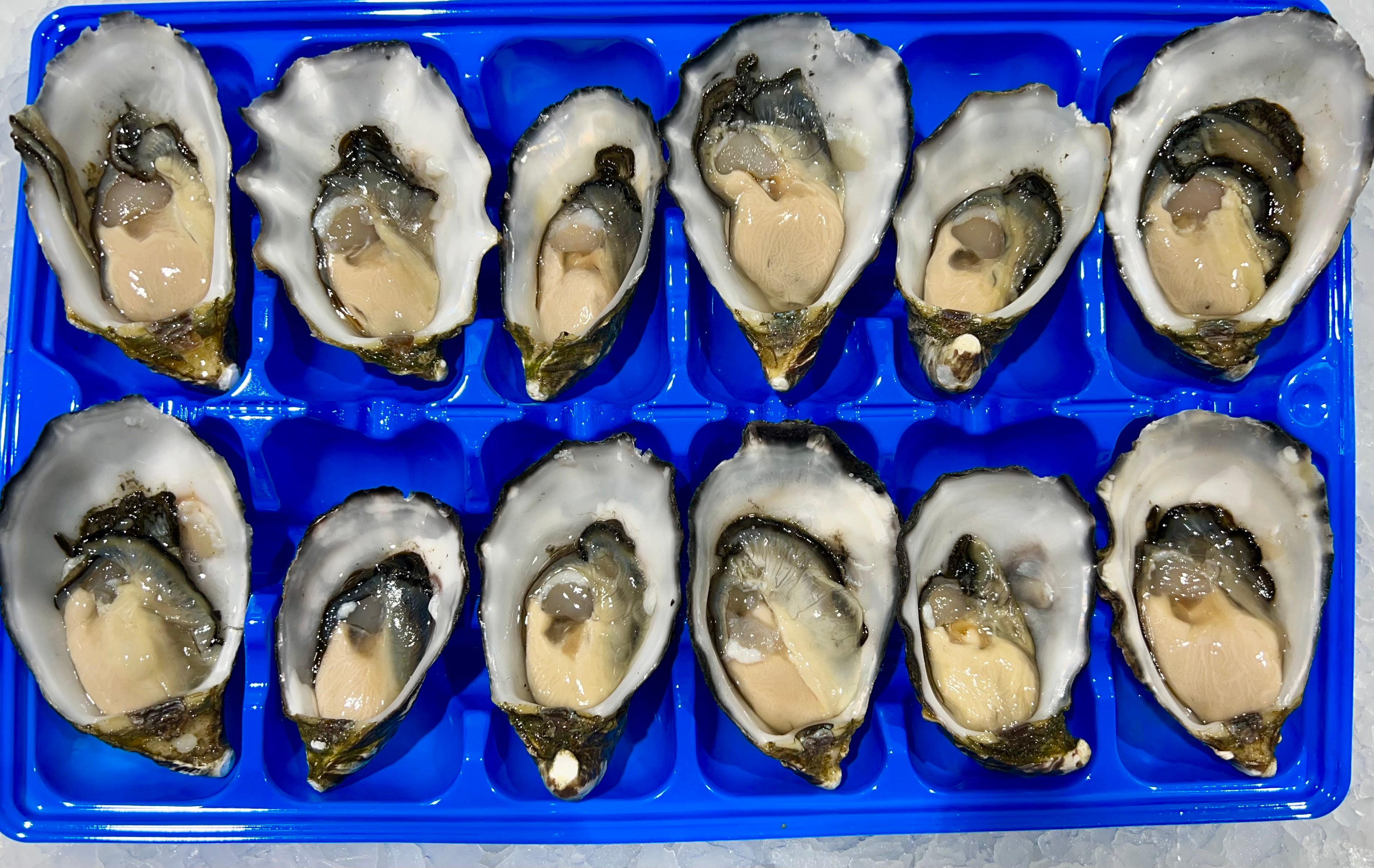 fresh pacific oysters 2 dozen pack – Tasman Star Seafood Market