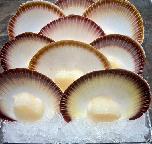 Scallops Half Shell Each